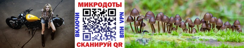 Псилоцибиновые грибы Psilocybine cubensis  Мыски 